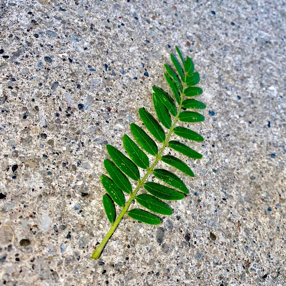 Meet your Posher, Kirslynn